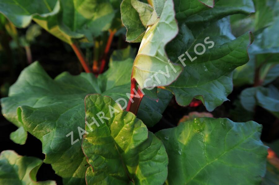 Reveň rebarbora 'Poncho' - Rheum rhabarbarum 'Poncho'