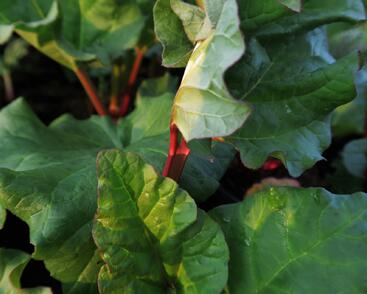 Reveň rebarbora 'Poncho'