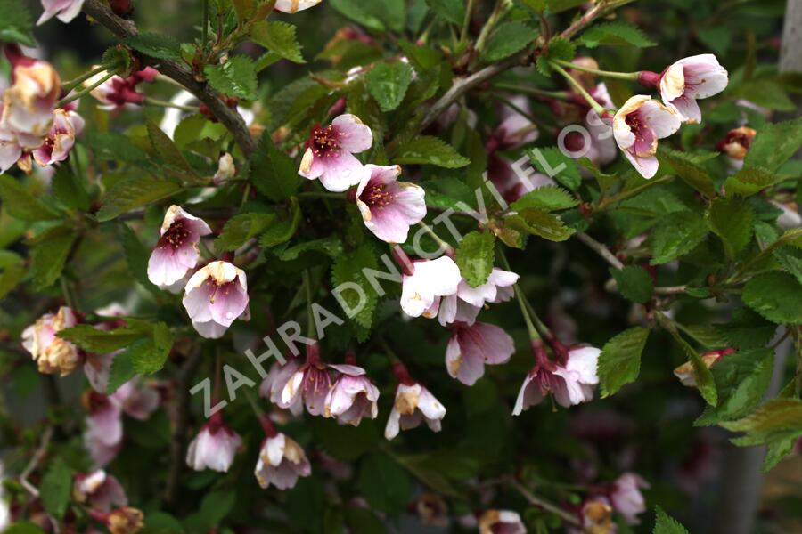 Slivoň vyříznutá 'Kojou-no-mai' - Prunus incisa 'Kojou-no-mai'