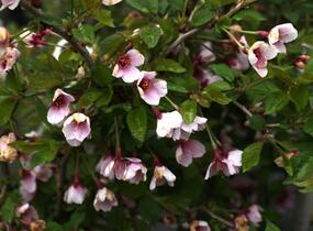 Slivoň vyříznutá 'Kojou-no-mai' - Prunus incisa 'Kojou-no-mai'