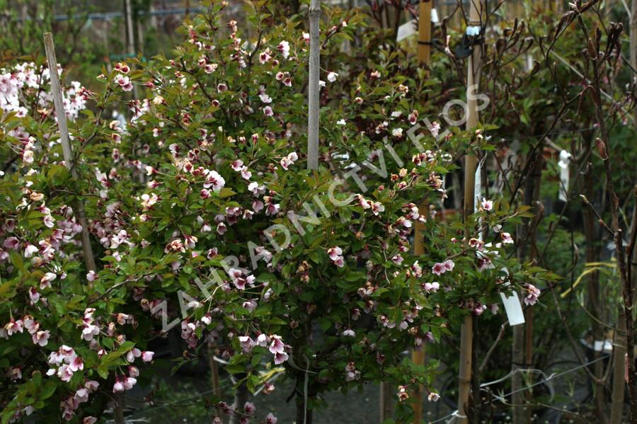 Slivoň vyříznutá 'Kojou-no-mai' - Prunus incisa 'Kojou-no-mai'