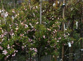 Slivoň vyříznutá 'Kojou-no-mai' - Prunus incisa 'Kojou-no-mai'