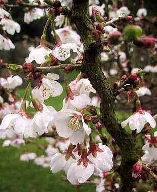Slivoň vyříznutá 'Kojou-no-mai' - Prunus incisa 'Kojou-no-mai'