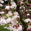 Slivoň vyříznutá 'Kojou-no-mai' - Prunus incisa 'Kojou-no-mai'