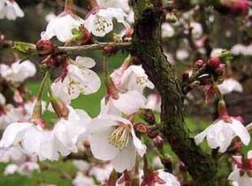 Slivoň vyříznutá 'Kojou-no-mai' - Prunus incisa 'Kojou-no-mai'
