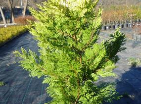 Cypřišovec Leylandův 'Gold Rider' - Cupressocyparis leylandii 'Gold Rider'