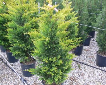 Cypřišovec Leylandův 'Gold Rider'