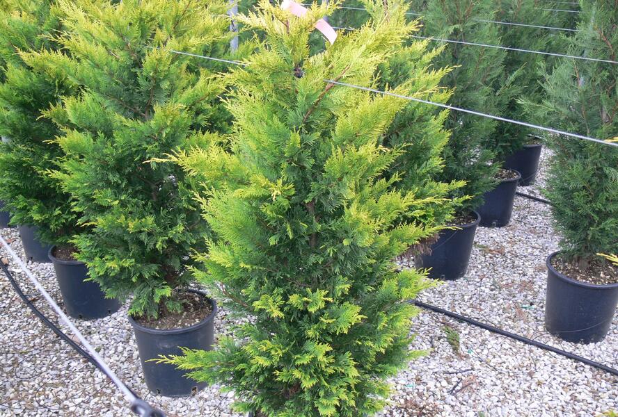 Cypřišovec Leylandův 'Gold Rider' - Cupressocyparis leylandii 'Gold Rider'