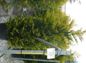 Cypřišovec Leylandův 'Gold Rider' - Cupressocyparis leylandii 'Gold Rider'