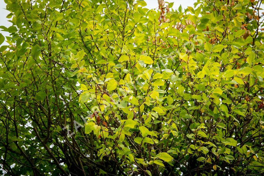 Jilm habrolistý 'Umbraculifera' - Ulmus carpinifolia 'Umbraculifera'