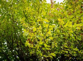Jilm habrolistý 'Umbraculifera' - Ulmus carpinifolia 'Umbraculifera'