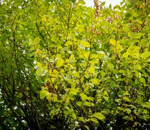Jilm habrolistý 'Umbraculifera' - Ulmus carpinifolia 'Umbraculifera'