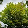 Jilm habrolistý 'Umbraculifera' - Ulmus carpinifolia 'Umbraculifera'