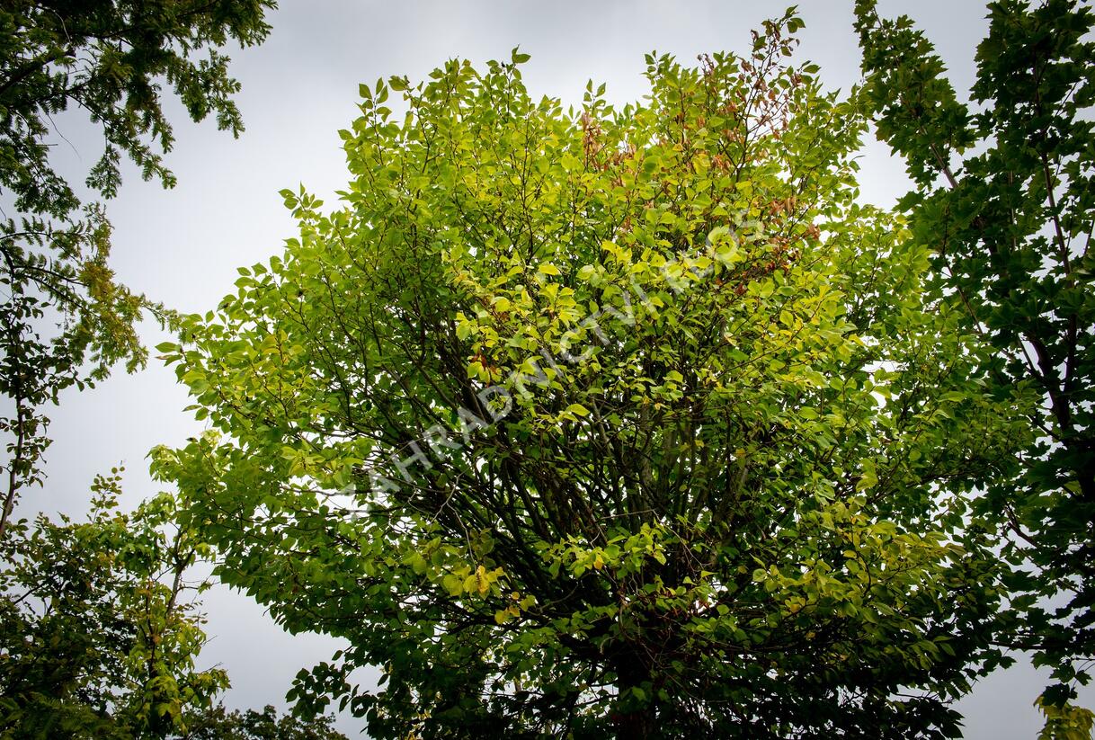 Jilm habrolistý 'Umbraculifera' - Ulmus carpinifolia 'Umbraculifera'
