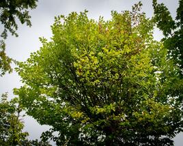 Jilm habrolistý 'Umbraculifera'