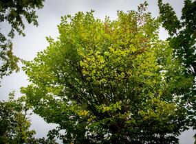 Jilm habrolistý 'Umbraculifera' - Ulmus carpinifolia 'Umbraculifera'