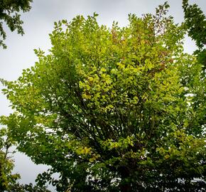 Jilm habrolistý 'Umbraculifera' - Ulmus carpinifolia 'Umbraculifera'