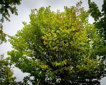 Jilm habrolistý 'Umbraculifera'