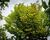 Jilm habrolistý 'Umbraculifera'