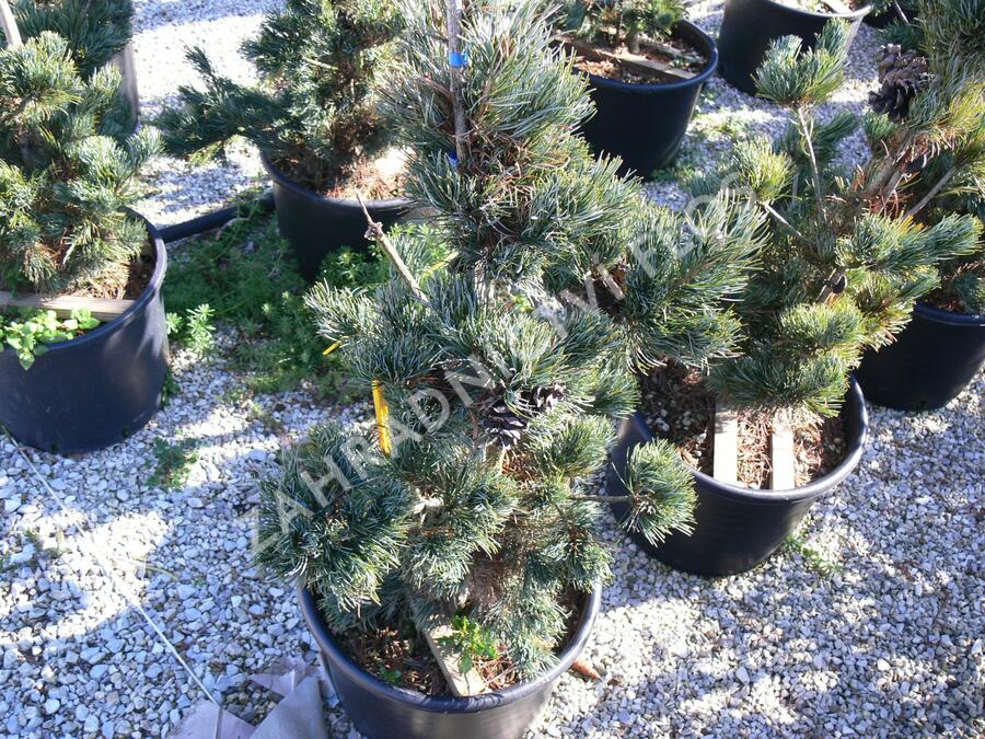 Borovice malokvětá 'Tempelhof' - Pinus parviflora 'Tempelhof'