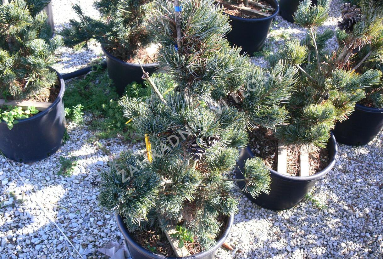 Borovice malokvětá 'Tempelhof' - Pinus parviflora 'Tempelhof'