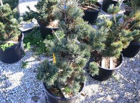 Borovice malokvětá 'Tempelhof' - Pinus parviflora 'Tempelhof'