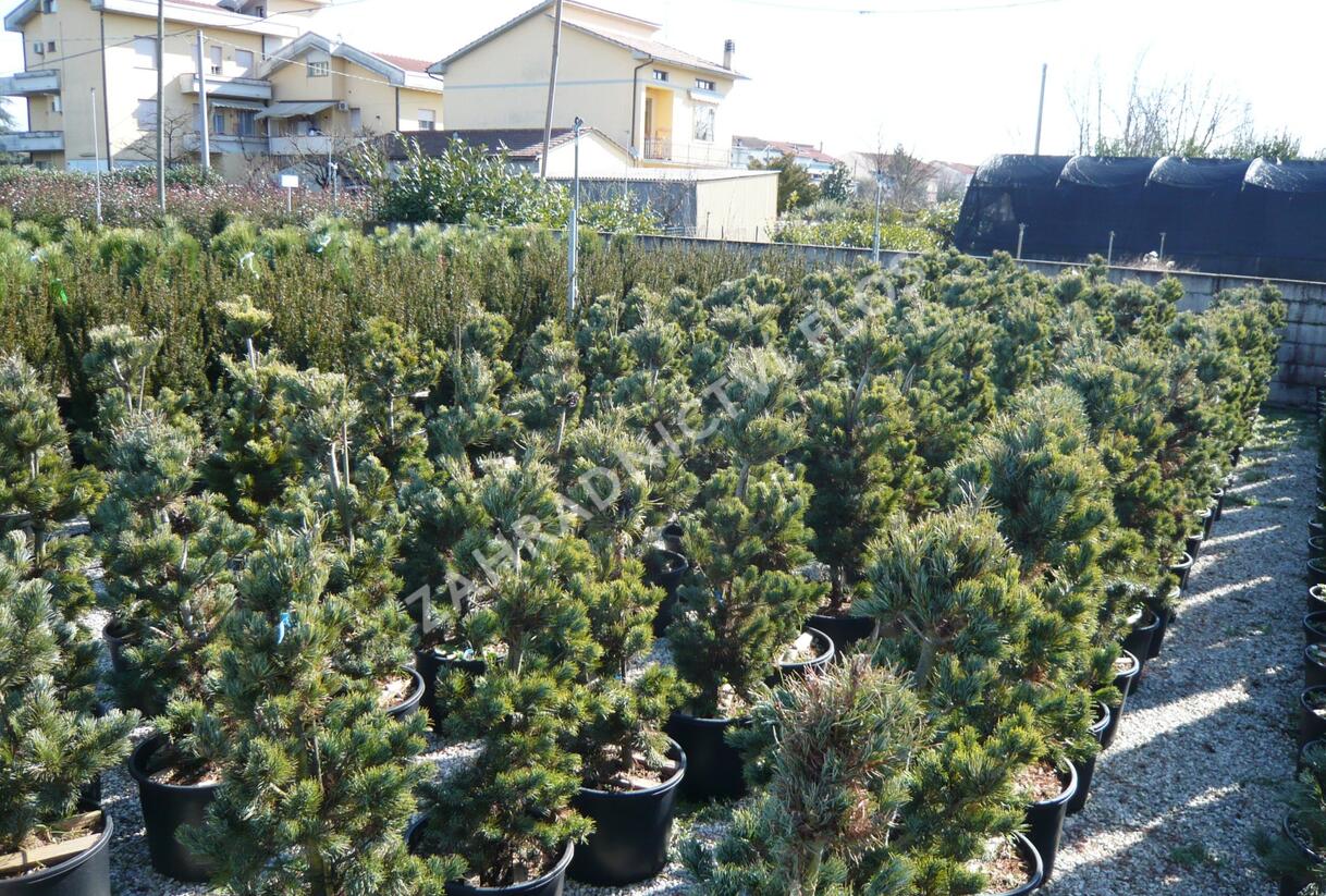 Borovice malokvětá 'Tempelhof' - Pinus parviflora 'Tempelhof'