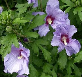 Ibišek syrský - Hibiscus syriacus