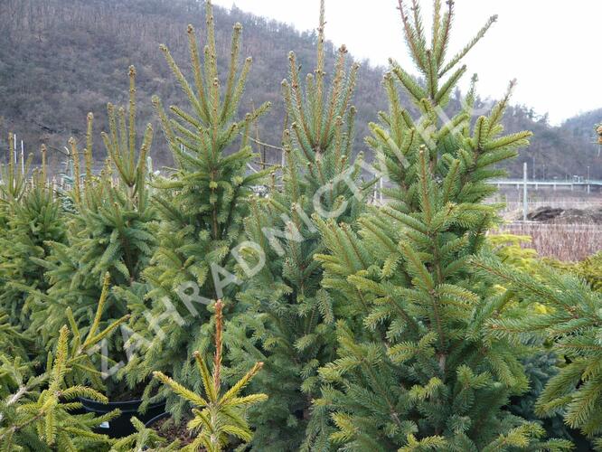 Smrk ztepilý 'Cupressina' - Picea abies 'Cupressina'