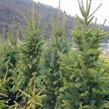 Smrk ztepilý 'Cupressina' - Picea abies 'Cupressina'