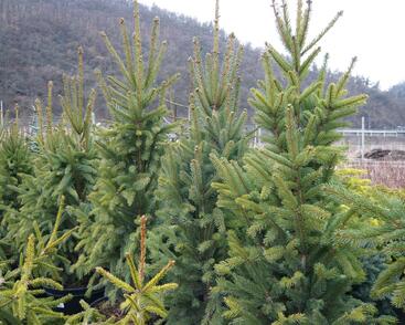 Smrk ztepilý 'Cupressina'