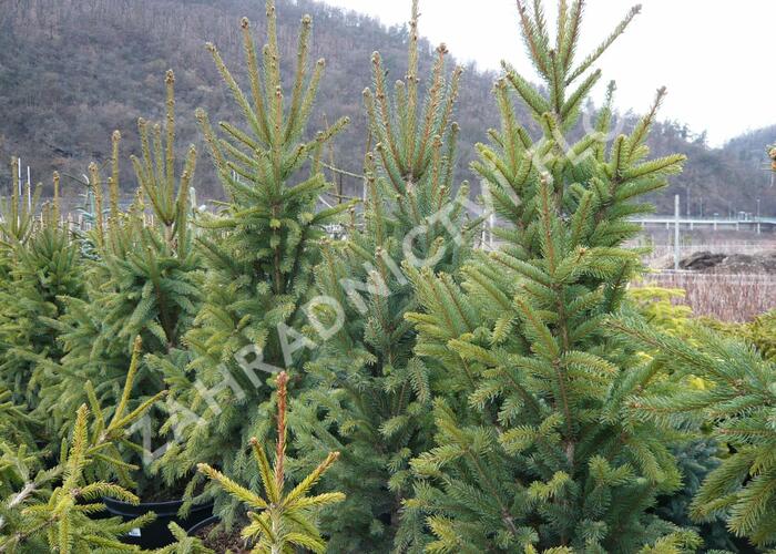 Smrk ztepilý 'Cupressina' - Picea abies 'Cupressina'