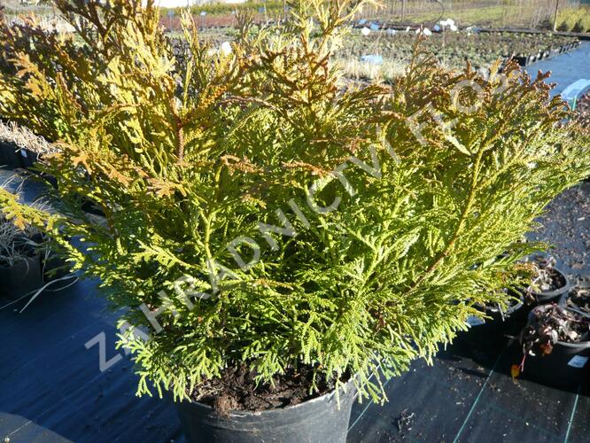 Zeravinec japonský 'Nana' - Thujopsis dolabrata 'Nana'