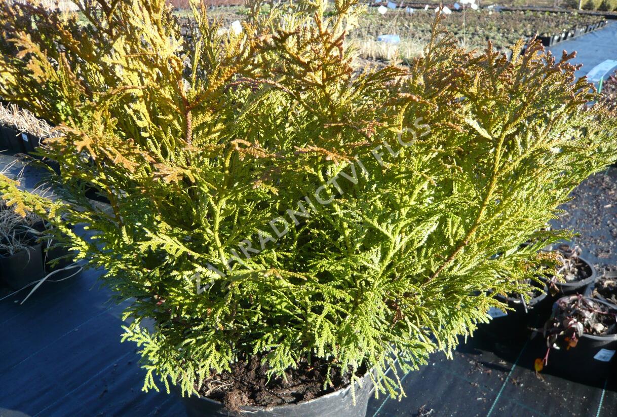 Zeravinec japonský 'Nana' - Thujopsis dolabrata 'Nana'