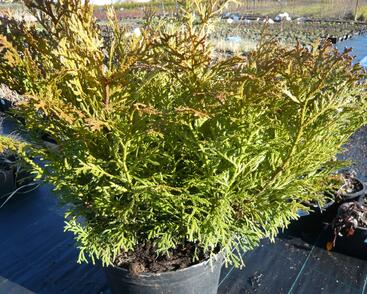 Zeravinec japonský 'Nana'