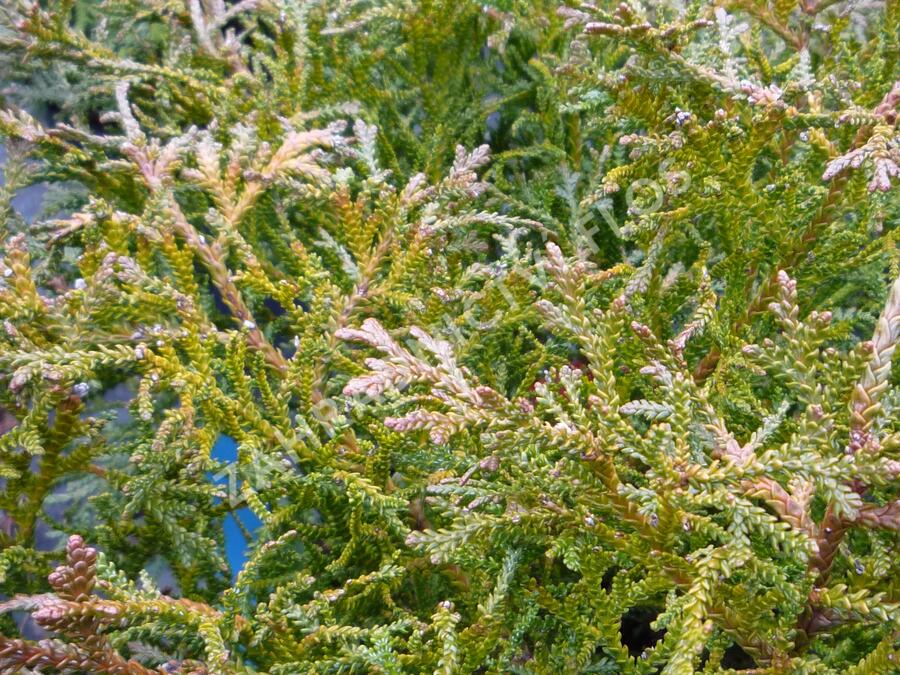 Zeravinec japonský 'Nana' - Thujopsis dolabrata 'Nana'