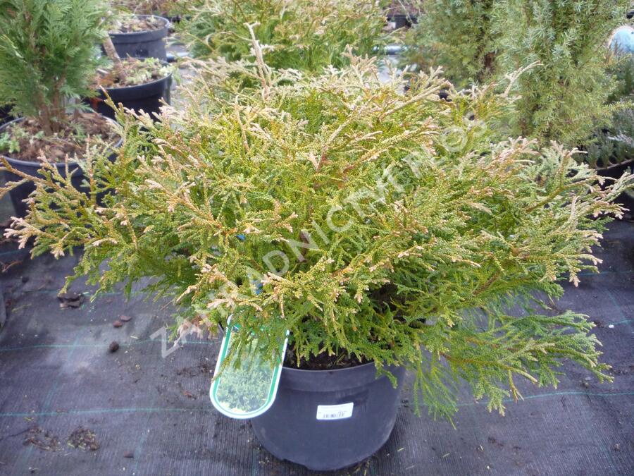 Zeravinec japonský 'Nana' - Thujopsis dolabrata 'Nana'