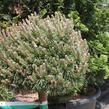 Borovice kleč 'Allgäu' - Pinus mugo 'Allgäu'