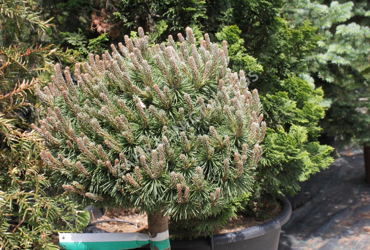Borovice kleč 'Allgäu' - Pinus mugo 'Allgäu'