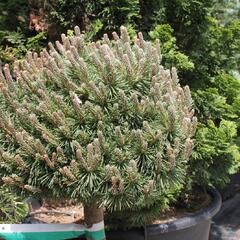 Borovice kleč 'Allgäu' - Pinus mugo 'Allgäu'