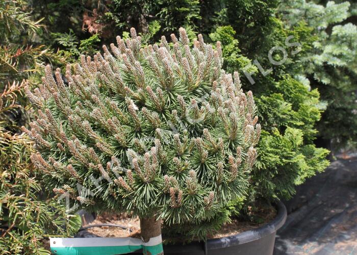 Borovice kleč 'Allgäu' - Pinus mugo 'Allgäu'