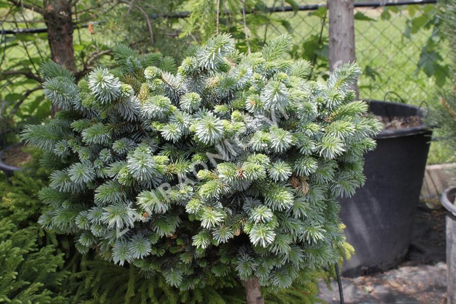 Smrk sitka 'Silberzwerk' - Picea sitchensis 'Silberzwerk'