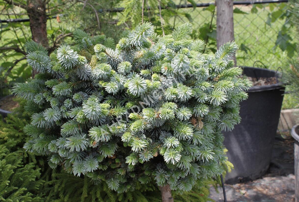 Smrk sitka 'Silberzwerk' - Picea sitchensis 'Silberzwerk'