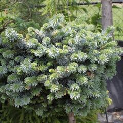 Smrk sitka 'Silberzwerk' - Picea sitchensis 'Silberzwerk'