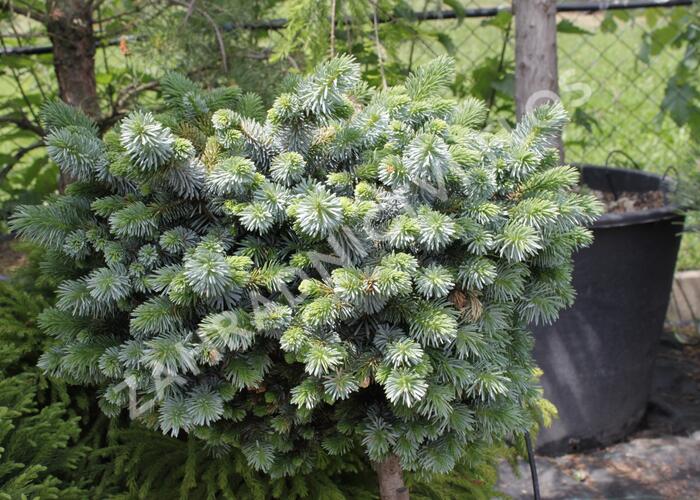 Smrk sitka 'Silberzwerk' - Picea sitchensis 'Silberzwerk'