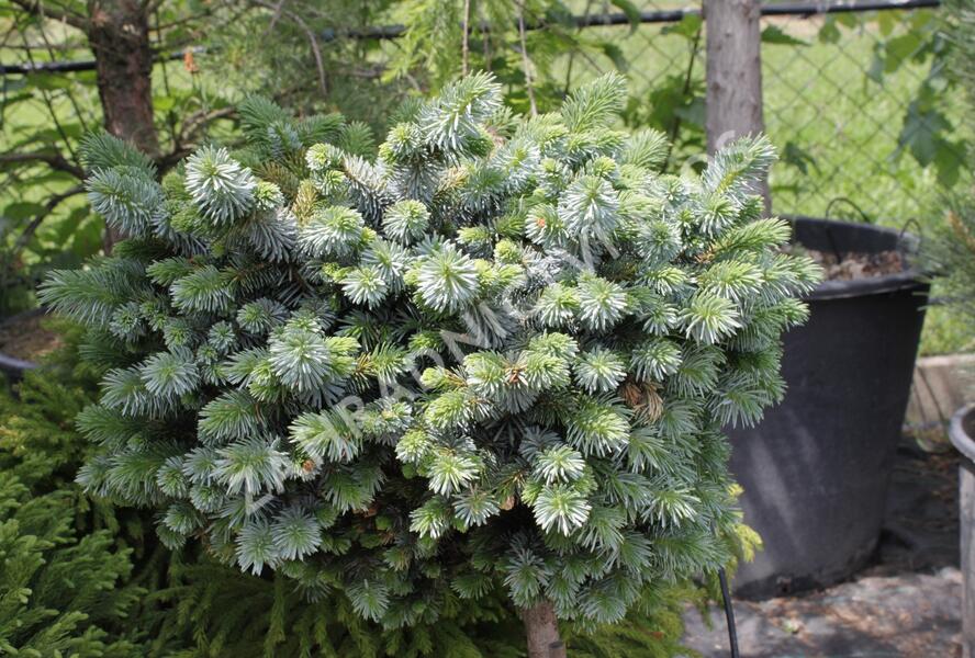 Smrk sitka 'Silberzwerk' - Picea sitchensis 'Silberzwerk'