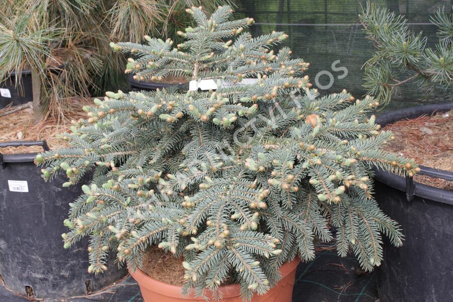 Smrk pichlavý 'Nidiformis Kalouš' - Picea pungens 'Nidiformis Kalouš'