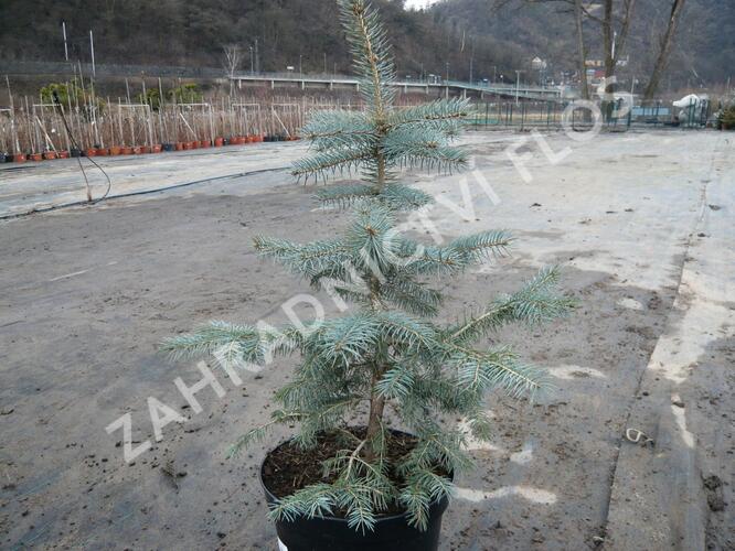 Smrk pichlavý 'Glauca' - Picea pungens 'Glauca'