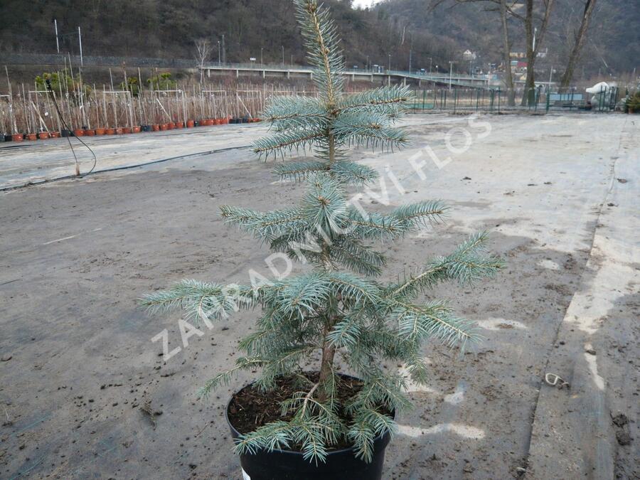 Smrk pichlavý 'Glauca' - Picea pungens 'Glauca'