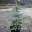 Smrk pichlavý 'Glauca' - Picea pungens 'Glauca'
